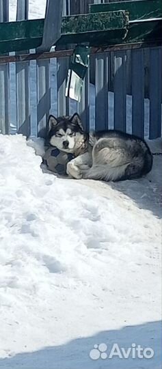 Аляскинский маламут
