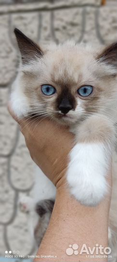 Котики в хорошие руки