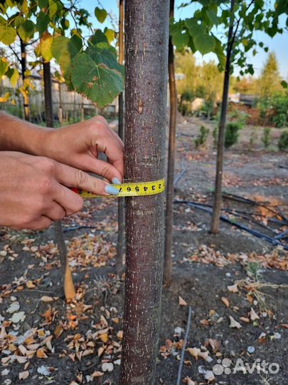 Липа Берёза Клён Рябина