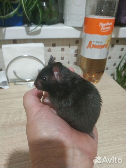 Сирийский хомяк