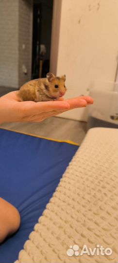 Сирийский хомяк