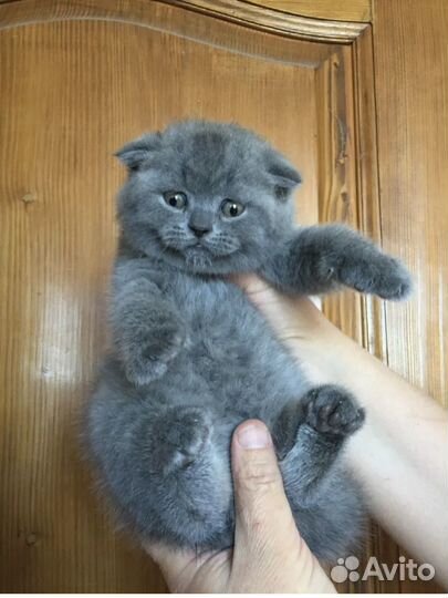 Шотландская девочка, очень красивая и умная