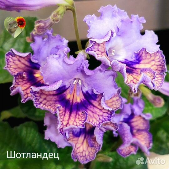 Детки сортовых стрептокарпусов