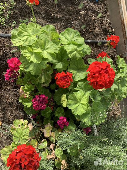 Фиалка,Герань,Драцены,Сансевиерия