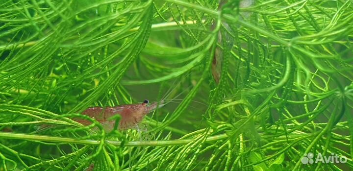 Аквариумные креветки