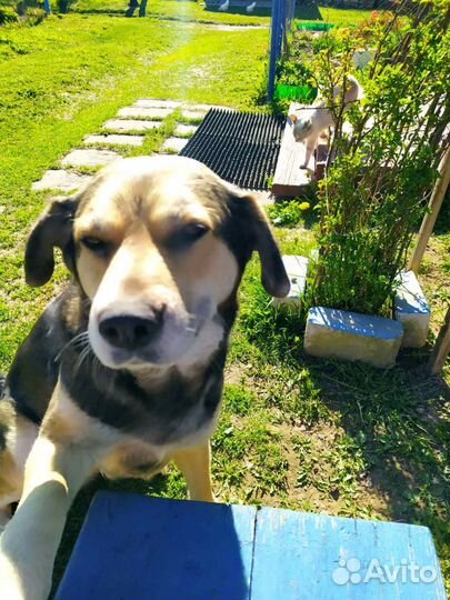 Собака в добрые руки отдам бесплатно