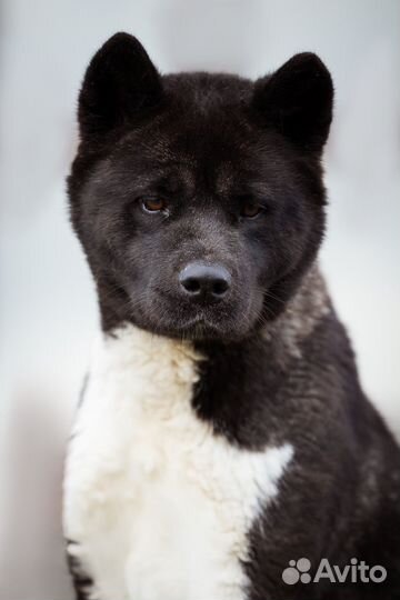 Щенки американской акиты