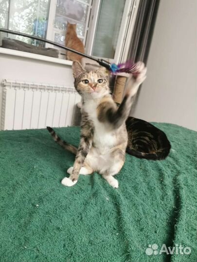 Бусинка ищет свой дом