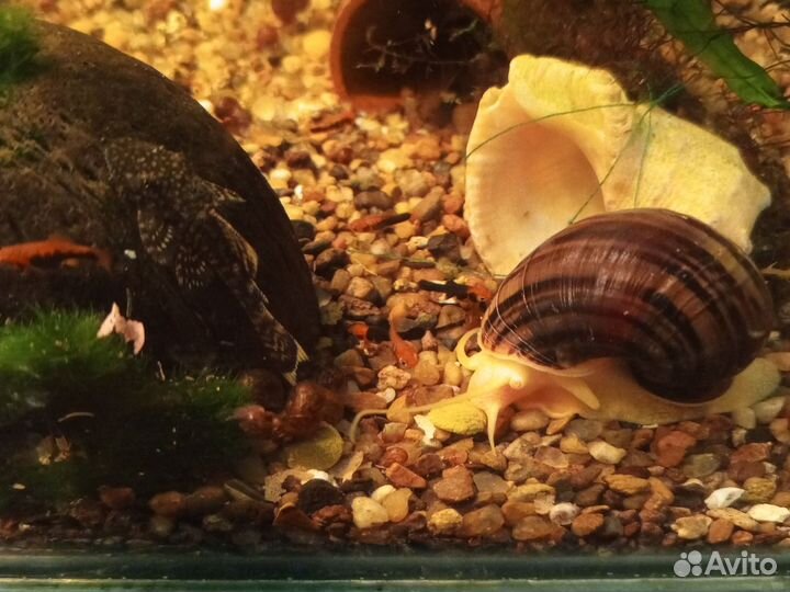 Меченосцы, улитки ампулярии