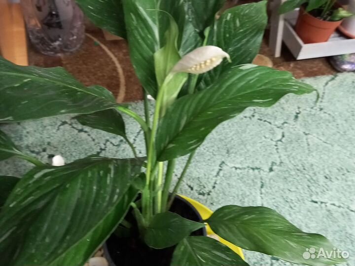 Спатифилум даймонд