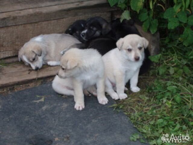 Братцы кролики череповец. Котята в старом осколе в добрые руки. Кролики прохладный авито. Старый оскол для кроликов. Старый оскол котята в хорошие руки.