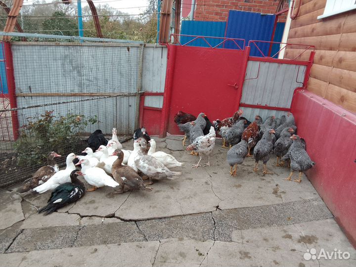 Индоутки, куры и петушки возраст 6 месяцев