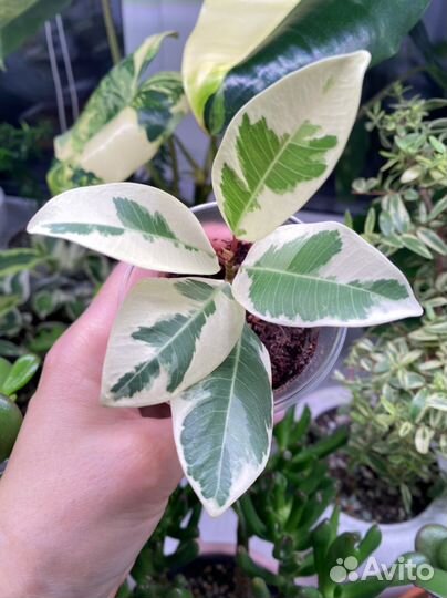 Фикус альбомаргината