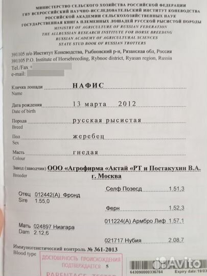 Русские рысаки