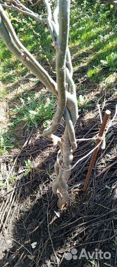 Ива извилистая Мацудана