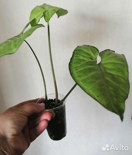 Сингониум панда, пикси