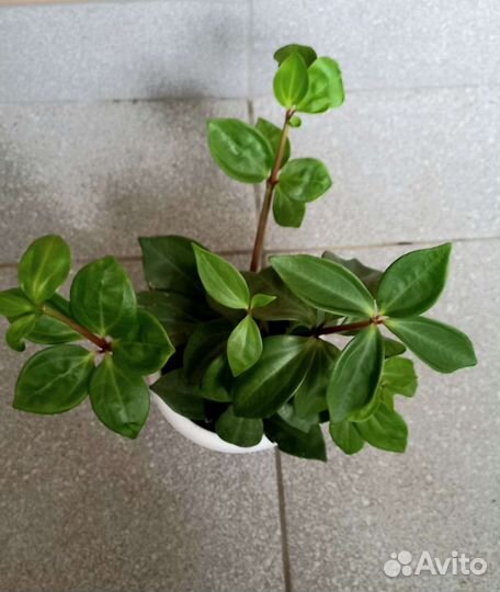 Пеперомия перескиелистная