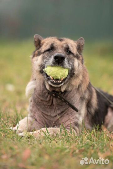 Немецкая овчарка в добрые руки