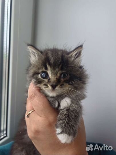 Малышка ищет дом