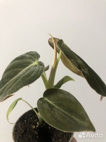 Филодендрон Меланохризум