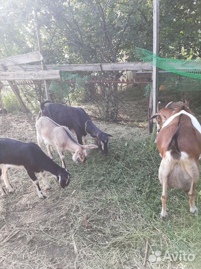 Козочки нубийские