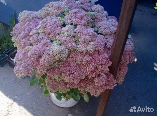 Седум и очитки редкие