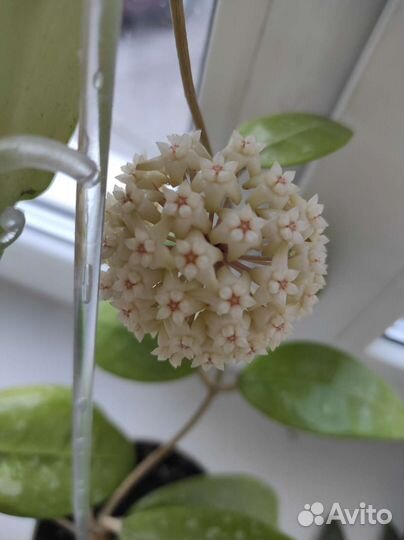 Хойи разные коллекционные