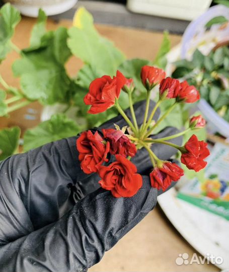 Герань (Пеларгония) разные цвета