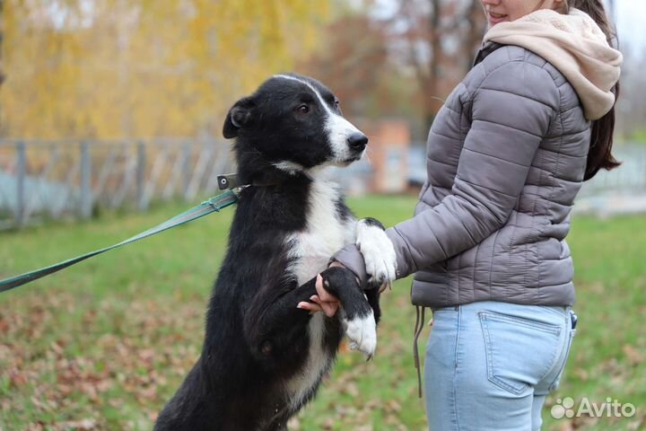 Собака в добрые руки
