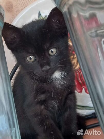 Кошки в добрые руки котята