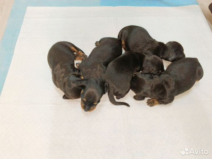 Щенки миниатюрной таксы