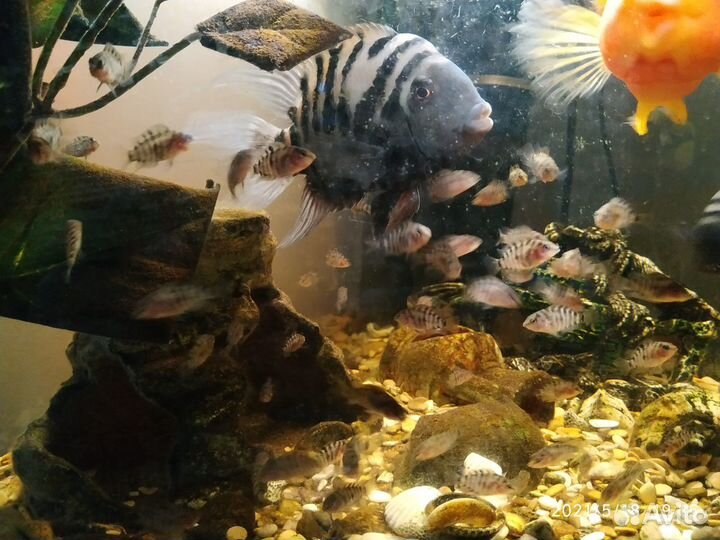 Аквариумные рыбки цихлиды