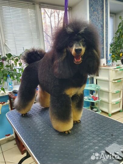 Пудель. Вязка