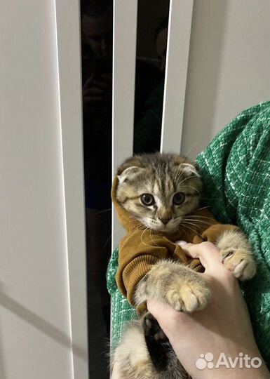 Кофта для животного