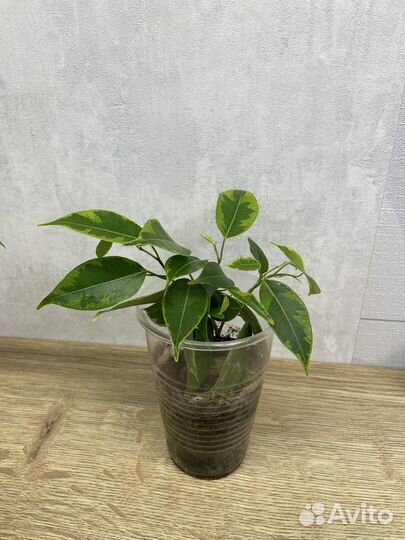 Фикус бенджамина