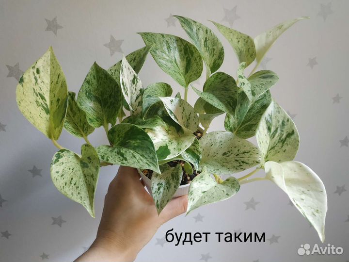 Сциндапусы (эпипремнумы), денежное дерево