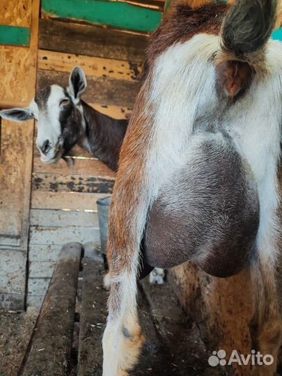 Дойные козы