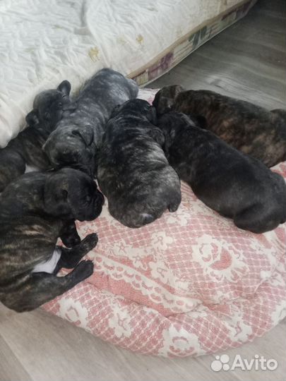 Французкий бульдог