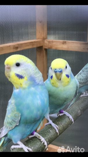 Волнистый попугай Радужного окраса