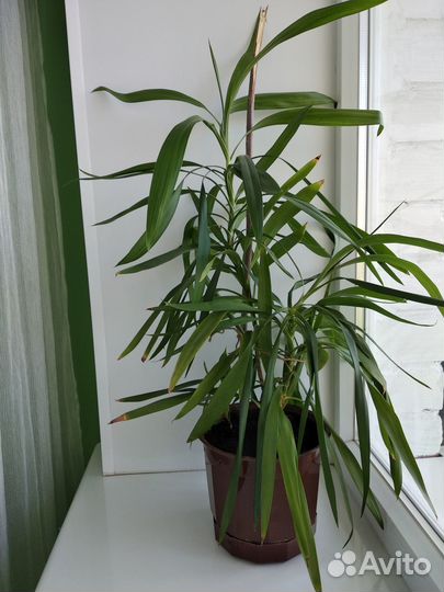 Продаю домашний цветок в глиняном горшке