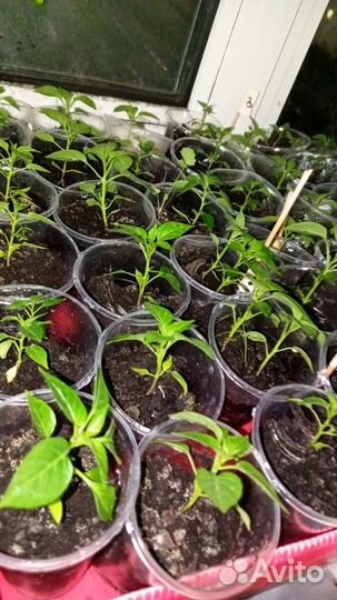 Перец комнатный острый кустовой рассада