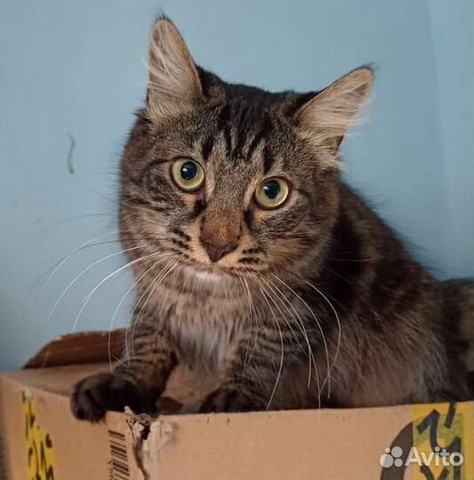 Кот красавчик