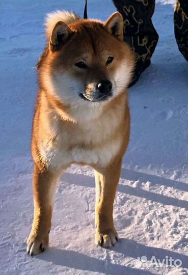 Вязка кобель Сиба Ину