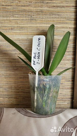 Фаленопсис