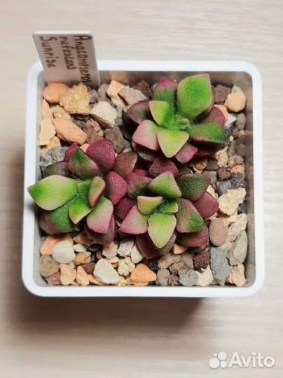 Суккуленты