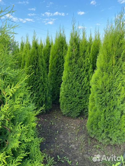 Саженцы туи смарагд