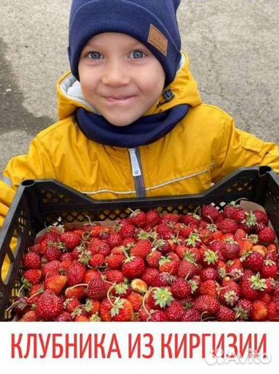 Клубника, малина, ежевика, вишня из Киргизии