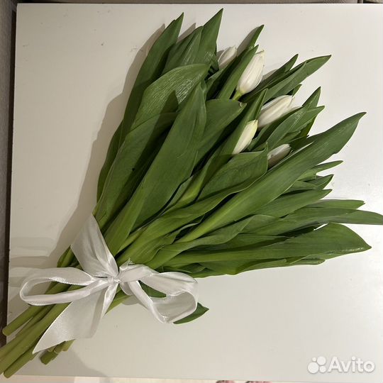 Тюльпаны белые классические