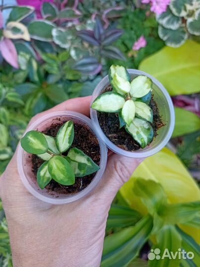 Хойя Lacunosa tricolor Bruno, Midori и др. сорта