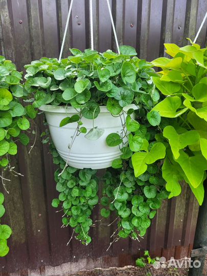 Дихондра ампельная, кашпо 3 литра, доставка